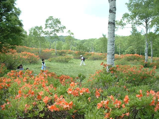 【ファミリー】【家族同室】缶ビール付！水芭蕉、高山植物の宝庫、１泊２食尾瀬ハイクプラン